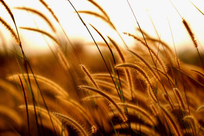 Close-up of stalks in field against sunset sky