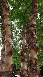 Low angle view of tree trunk in forest