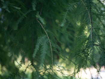Close-up of pine tree
