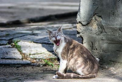 Cat yawning on the corner of a street