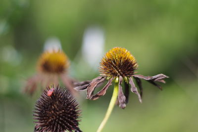 Close-up of wilted flower