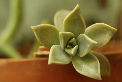 Close-up of succulent plant