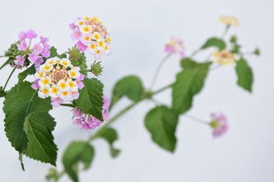 Close-up of multi colored flowers blooming outdoors