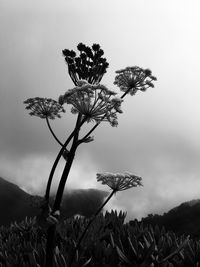 Close-up of wilted flowering plant against sky