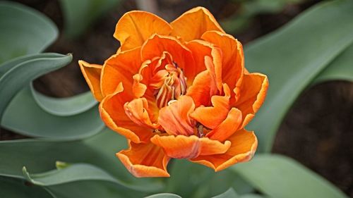 Close-up of orange rose flower