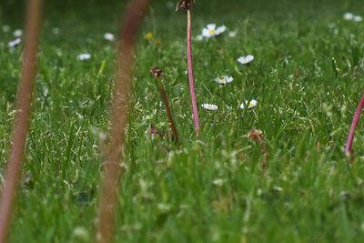 Grass growing on grassy field