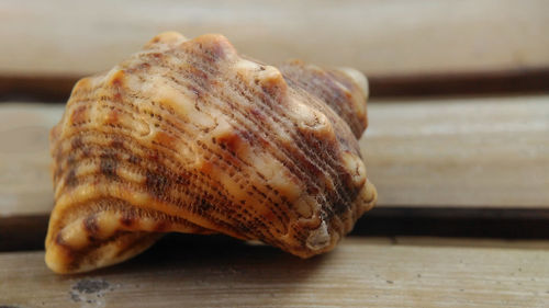 Close-up of crab on table