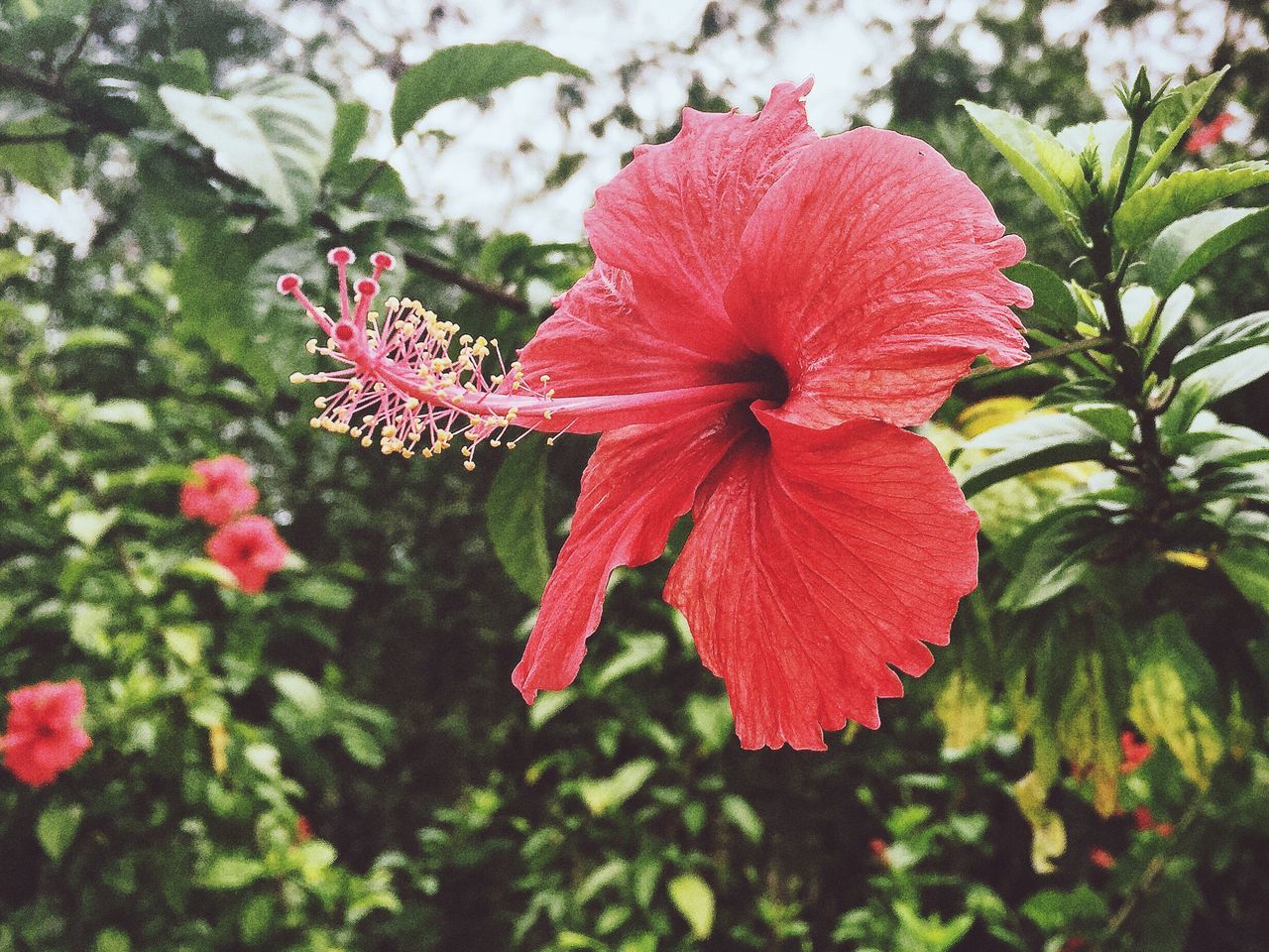 flower, freshness, petal, flower head, growth, fragility, red, beauty in nature, blooming, plant, close-up, nature, focus on foreground, in bloom, pollen, stamen, hibiscus, single flower, day, blossom