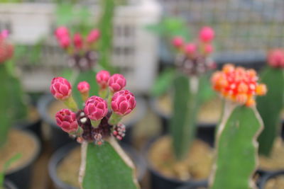 Close-up of pink flowering plants