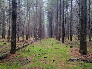 Trees in forest