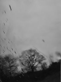 Close-up of birds flying against sky