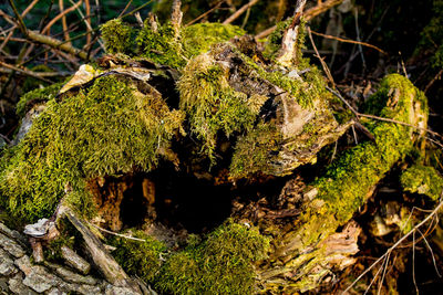 Close-up of moss growing on tree trunk