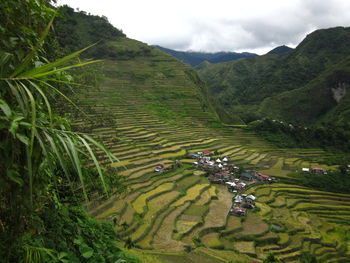 Scenic view of agricultural field