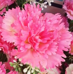 Close-up of pink flower