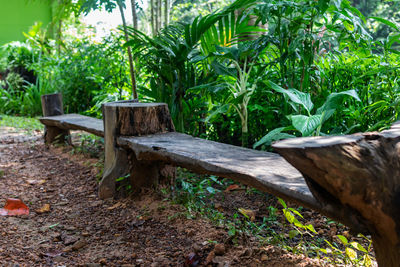 Wooden log on field in forest