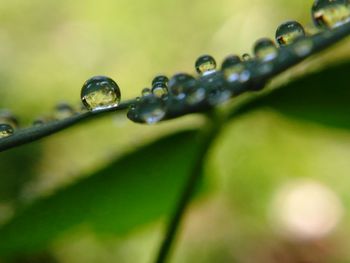 Close-up of water drops on leaf