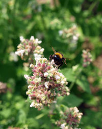 Close-up of bee pollinating on flower