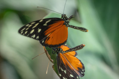 Close-up of butterfly pollinating on flower