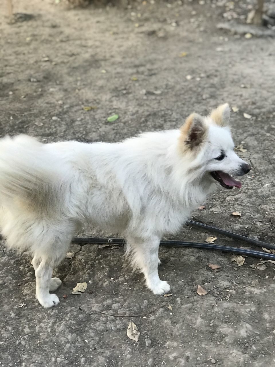 animal themes, animal, one animal, pet, mammal, dog, domestic animals, canine, german spitz, no people, white, japanese spitz, day, high angle view, german spitz mittel, standing, outdoors, side view, looking, german spitz klein