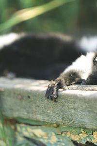 Close-up of monkey
