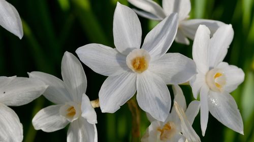 Close-up of white flowering plants in park