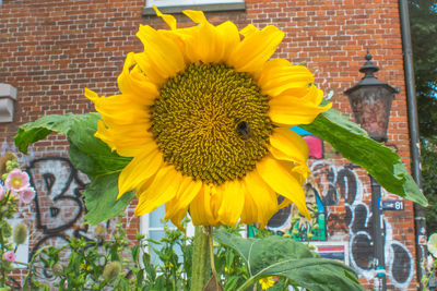 Close-up of yellow flowers