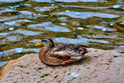 High angle view of mallard duck swimming in lake