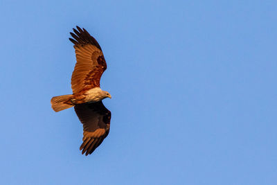 Low angle view of eagle flying against clear blue sky