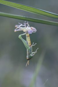 Close-up of insect