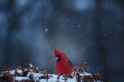 Close-up of red bird on snow during night