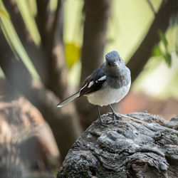 Close-up of bird perching on rock