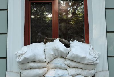 Cat sleeping on sandbags