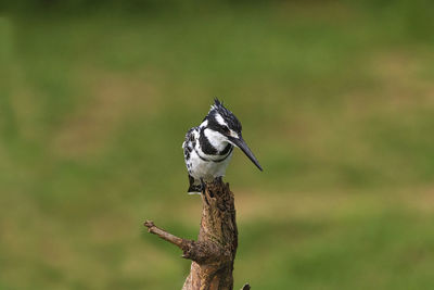 Close-up of a bird perching on a plant