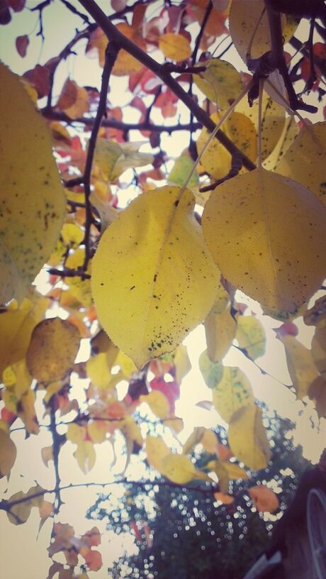 leaf, autumn, branch, low angle view, yellow, change, tree, close-up, season, nature, growth, day, focus on foreground, outdoors, no people, leaves, multi colored, beauty in nature, sky, sunlight