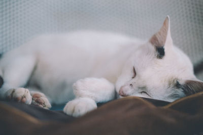 Close-up of sleeping cat