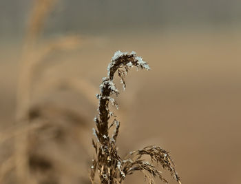 Close-up of wilted plant