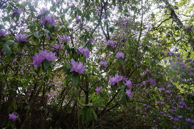 Pink flowers blooming in park