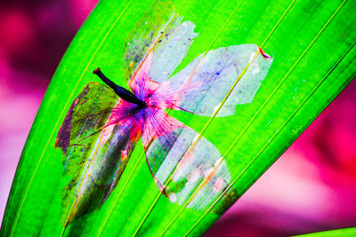 Close-up of pink flowers