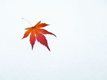 Maple leaves on white background