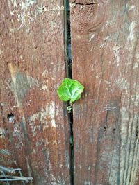 Close-up of plant against wall