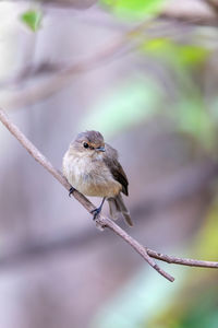 Close-up of bird perching on branch