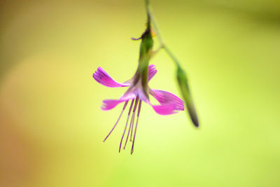 Close-up of flower against blurred background