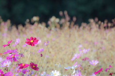 Close-up of pink flowering plants on field