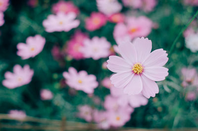 Close-up of pink cosmos flowers