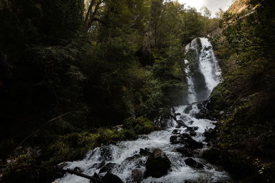 Scenic view of waterfall in forest