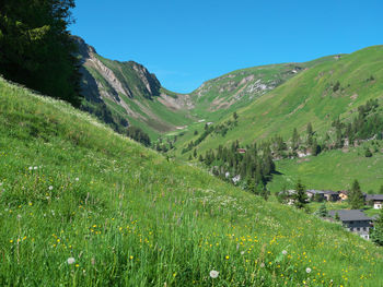 Scenic view of field against clear sky