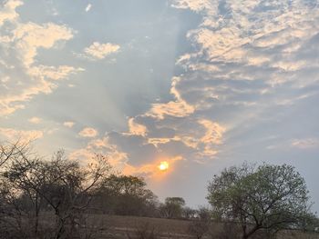 Low angle view of silhouette trees against sky during sunset