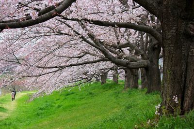 View of tree in field