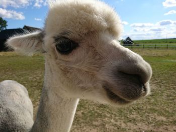 Close-up portrait of sheep on field