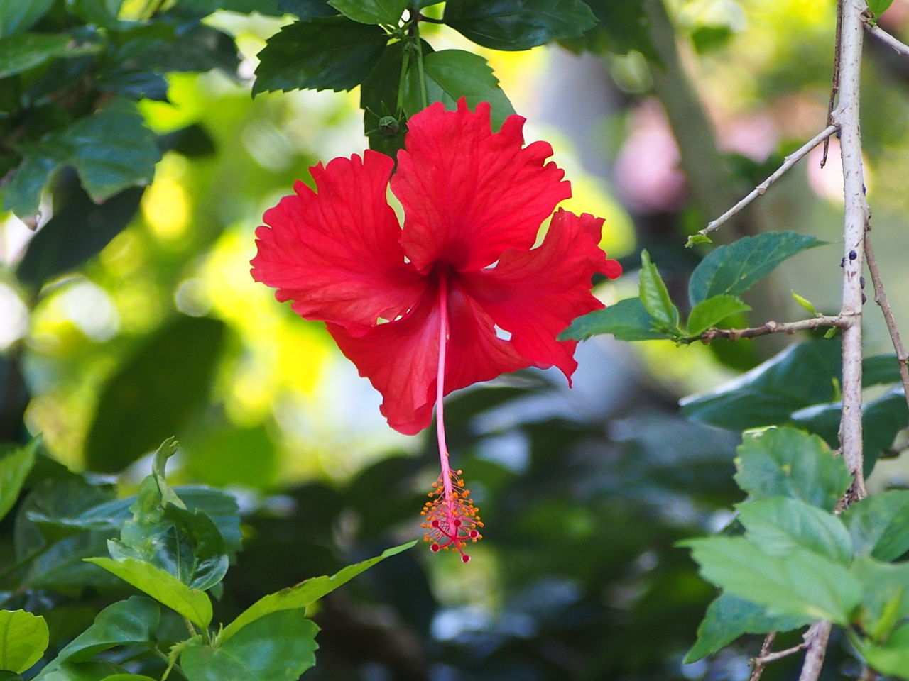 CLOSE-UP OF RED HIBISCUS PLANT